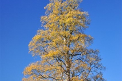 HERBST_C3_DSC_003