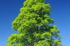 SOMMER_B2_DSC_002