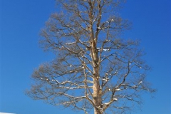WINTER_D4_DSC_004